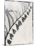 Silk Botanicals X-Liz Jardine-Mounted Art Print