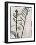 Silk Botanicals XI-Liz Jardine-Framed Art Print