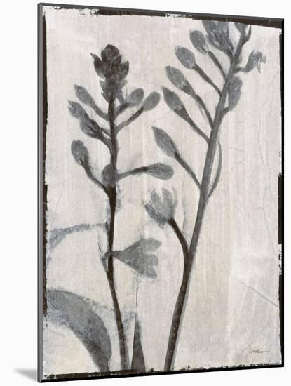 Silk Botanicals XI-Liz Jardine-Mounted Art Print