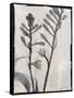 Silk Botanicals XI-Liz Jardine-Framed Stretched Canvas