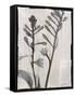 Silk Botanicals XI-Liz Jardine-Framed Stretched Canvas