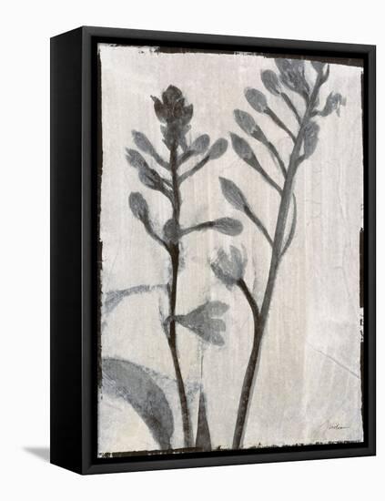 Silk Botanicals XI-Liz Jardine-Framed Stretched Canvas