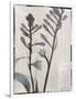 Silk Botanicals XI-Liz Jardine-Framed Art Print