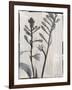 Silk Botanicals XI-Liz Jardine-Framed Art Print