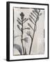 Silk Botanicals XI-Liz Jardine-Framed Art Print