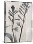Silk Botanicals XI-Liz Jardine-Stretched Canvas