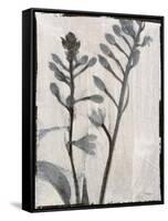 Silk Botanicals XI-Liz Jardine-Framed Stretched Canvas