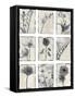 Silk Botanicals-Liz Jardine-Framed Stretched Canvas