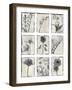 Silk Botanicals-Liz Jardine-Framed Art Print