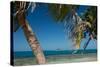 Silk Caye Island with Palm Trees, Caribbean Sea, Stann Creek District, Belize-null-Stretched Canvas