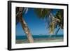 Silk Caye Island with Palm Trees, Caribbean Sea, Stann Creek District, Belize-null-Framed Photographic Print