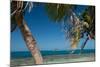 Silk Caye Island with Palm Trees, Caribbean Sea, Stann Creek District, Belize-null-Mounted Photographic Print