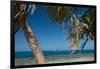 Silk Caye Island with Palm Trees, Caribbean Sea, Stann Creek District, Belize-null-Framed Photographic Print