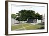 Silk Cotton Tree, Nassau, New Providence, Bahamas, C1900s-Jo Sands-Framed Giclee Print