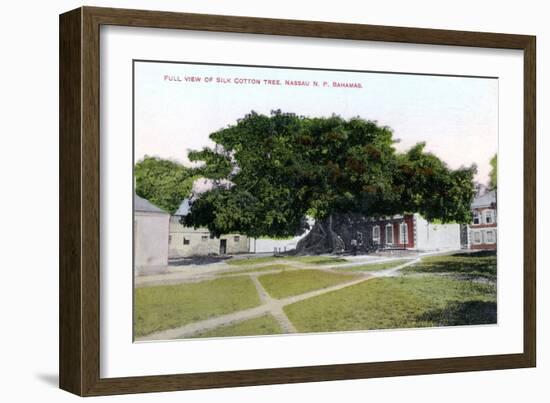 Silk Cotton Tree, Nassau, New Providence, Bahamas, C1900s-Jo Sands-Framed Giclee Print
