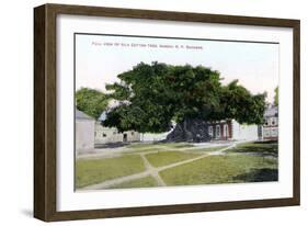 Silk Cotton Tree, Nassau, New Providence, Bahamas, C1900s-Jo Sands-Framed Giclee Print