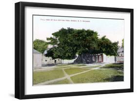 Silk Cotton Tree, Nassau, New Providence, Bahamas, C1900s-Jo Sands-Framed Giclee Print