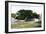 Silk Cotton Tree, Nassau, New Providence, Bahamas, C1900s-Jo Sands-Framed Giclee Print