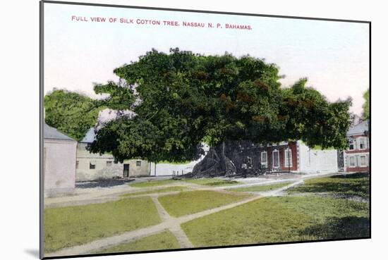 Silk Cotton Tree, Nassau, New Providence, Bahamas, C1900s-Jo Sands-Mounted Giclee Print