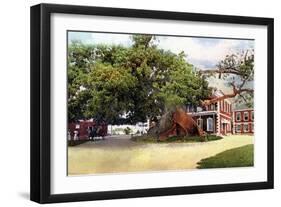 Silk Cotton Tree, Nassau, New Providence, Bahamas, C1900s-null-Framed Giclee Print