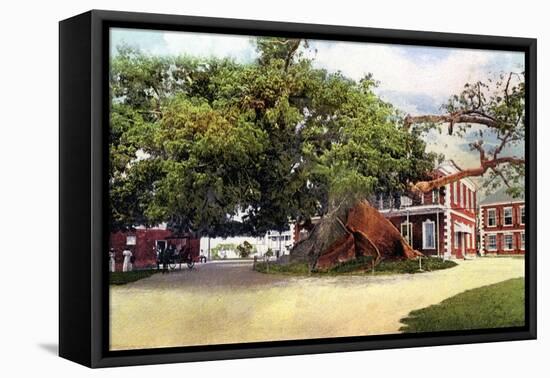 Silk Cotton Tree, Nassau, New Providence, Bahamas, C1900s-null-Framed Stretched Canvas