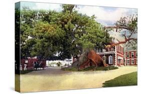 Silk Cotton Tree, Nassau, New Providence, Bahamas, C1900s-null-Stretched Canvas