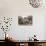Silk Feeding Silkworms-Thomas Allom-Stretched Canvas displayed on a wall