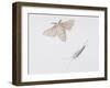 Silk Moth (Bombyx Mori)-null-Framed Giclee Print
