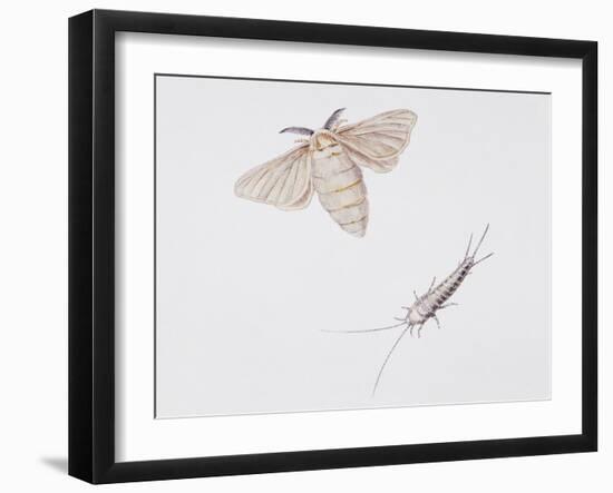 Silk Moth (Bombyx Mori)-null-Framed Giclee Print