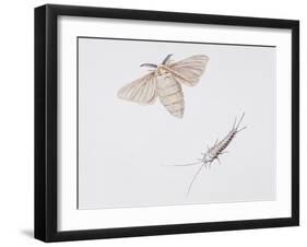 Silk Moth (Bombyx Mori)-null-Framed Giclee Print