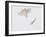 Silk Moth (Bombyx Mori)-null-Framed Giclee Print