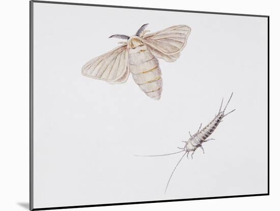 Silk Moth (Bombyx Mori)-null-Mounted Giclee Print