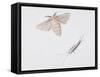 Silk Moth (Bombyx Mori)-null-Framed Stretched Canvas