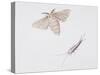 Silk Moth (Bombyx Mori)-null-Stretched Canvas