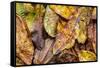 Silk moth camouflaged amongst leaf litter, Costa Rica-Nick Garbutt-Framed Stretched Canvas