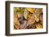 Silk moth camouflaged amongst leaf litter, Costa Rica-Nick Garbutt-Framed Photographic Print