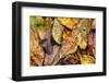 Silk moth camouflaged amongst leaf litter, Costa Rica-Nick Garbutt-Framed Photographic Print