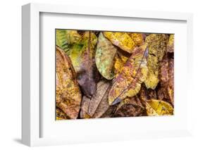 Silk moth camouflaged amongst leaf litter, Costa Rica-Nick Garbutt-Framed Photographic Print