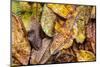 Silk moth camouflaged amongst leaf litter, Costa Rica-Nick Garbutt-Mounted Photographic Print
