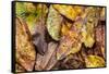 Silk moth camouflaged amongst leaf litter, Costa Rica-Nick Garbutt-Framed Stretched Canvas