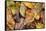 Silk moth camouflaged amongst leaf litter, Costa Rica-Nick Garbutt-Framed Stretched Canvas