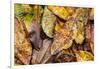 Silk moth camouflaged amongst leaf litter, Costa Rica-Nick Garbutt-Framed Photographic Print