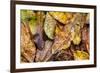 Silk moth camouflaged amongst leaf litter, Costa Rica-Nick Garbutt-Framed Photographic Print