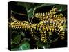 Silk Moth Caterpillars, Ankarana Special Reserve, Madagascar-Pete Oxford-Stretched Canvas