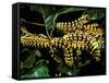 Silk Moth Caterpillars, Ankarana Special Reserve, Madagascar-Pete Oxford-Framed Stretched Canvas