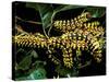 Silk Moth Caterpillars, Ankarana Special Reserve, Madagascar-Pete Oxford-Stretched Canvas