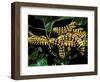 Silk Moth Caterpillars, Ankarana Special Reserve, Madagascar-Pete Oxford-Framed Photographic Print