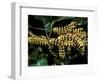 Silk Moth Caterpillars, Ankarana Special Reserve, Madagascar-Pete Oxford-Framed Photographic Print