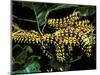 Silk Moth Caterpillars, Ankarana Special Reserve, Madagascar-Pete Oxford-Mounted Photographic Print