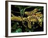 Silk Moth Caterpillars, Ankarana Special Reserve, Madagascar-Pete Oxford-Framed Photographic Print